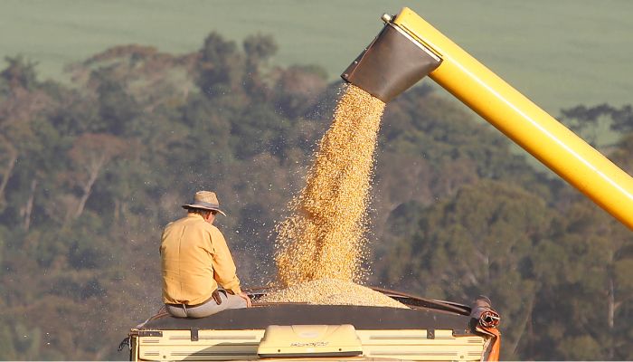  Milho: previsão de 1ª safra histórica e 2ª safra também promete ser das melhores